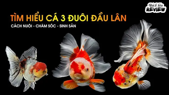 cá 3 đuôi đổi màu cá 3 đuôi đổi màu