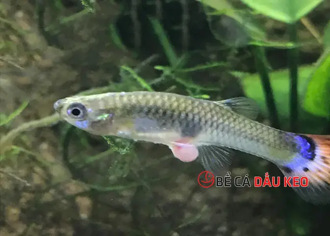 cá 7 màu bị lòi ruột