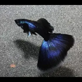cá 7 màu blue tanzanite cá 7 màu blue tanzanite