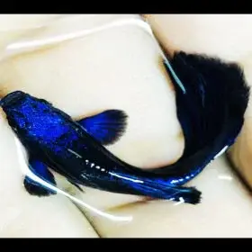 cá 7 màu blue tanzanite cá 7 màu blue tanzanite