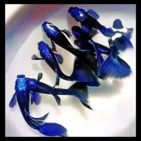 cá 7 màu blue tanzanite cá 7 màu blue tanzanite