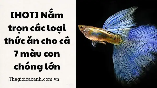 Thức Ăn Cho Cá 7 Màu Con: Hướng Dẫn Chăm Sóc Và Dinh Dưỡng Tối Ưu cá 7 màu con