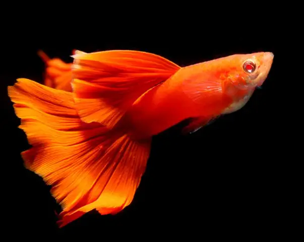 cá 7 màu full red bds