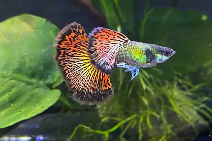 cá 7 màu rồng dumbo