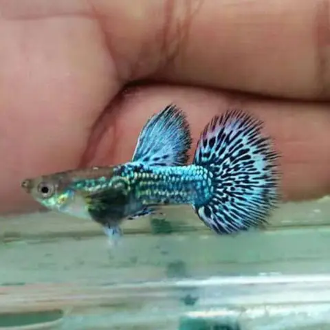 cá 7 màu rồng xanh cá 7 màu rồng xanh