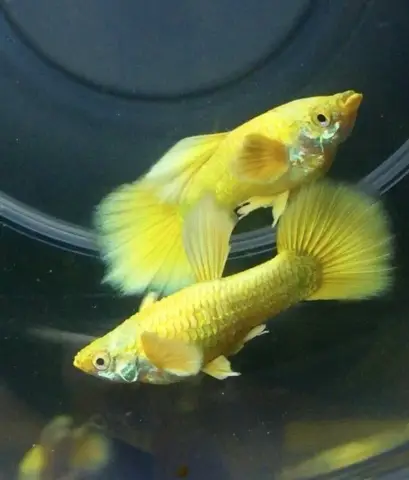 cá 7 màu thái full gold