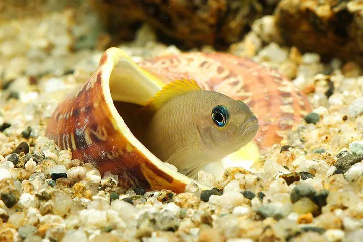 cá ali vỏ ốc cá ali vỏ ốc
