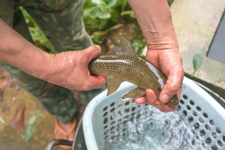 cá anh vũ giống cá anh vũ giống
