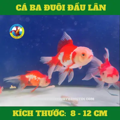 cá ba đuôi pingpong cá ba đuôi pingpong