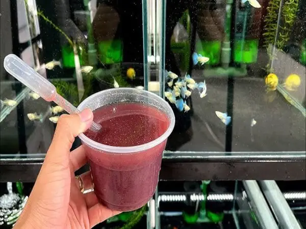 cá bảy màu ăn gì cá bảy màu ăn gì