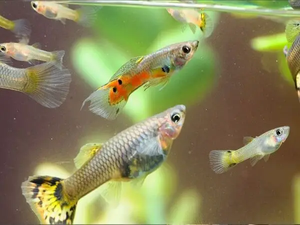 cá bảy màu ăn gì cá bảy màu ăn gì