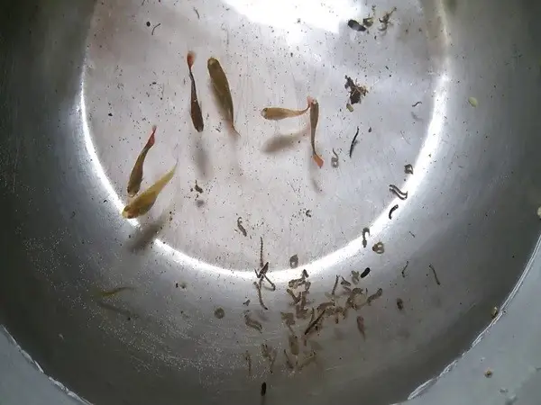 cá bảy màu ăn gì cá bảy màu ăn gì