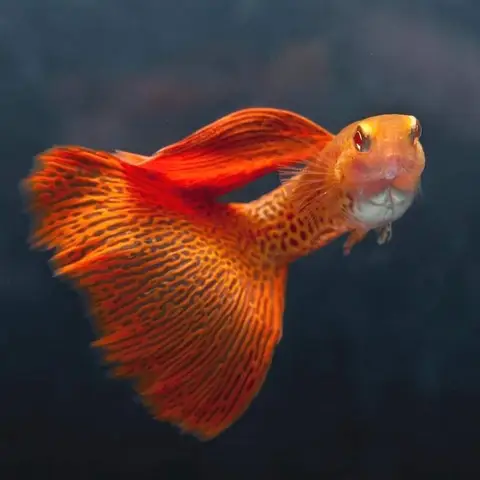 cá bảy màu de