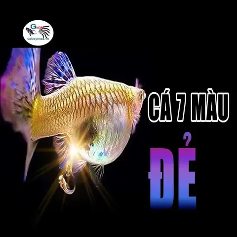 cá bảy màu đẻ có cần cá trống