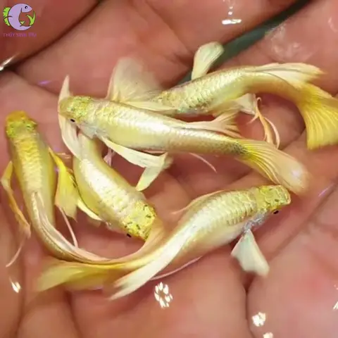 cá bảy màu full gold cá bảy màu full gold