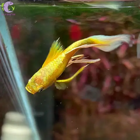 cá bảy màu full gold cá bảy màu full gold