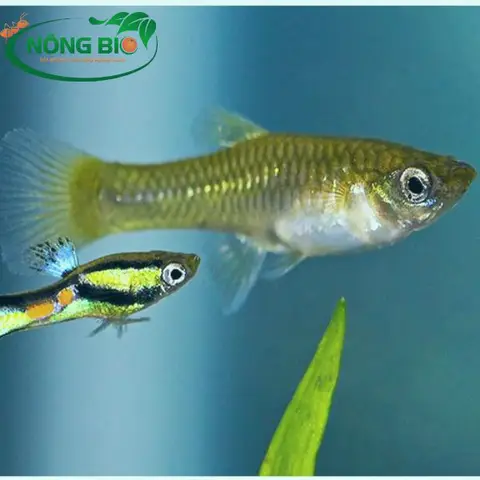 cá bảy màu khó đẻ cá bảy màu khó đẻ