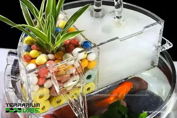cá bảy màu koi đỏ cá bảy màu koi đỏ