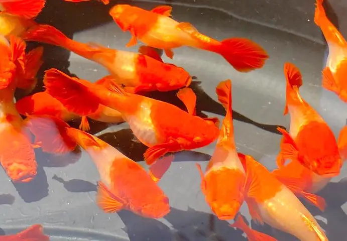 cá bảy màu koi red ear cá bảy màu koi red ear