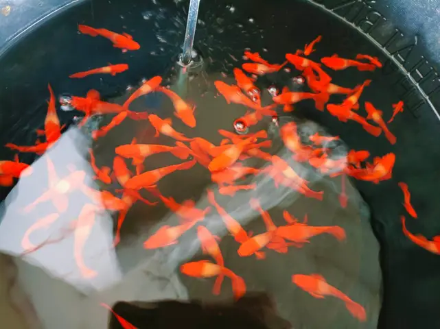 cá bảy màu koi red ear cá bảy màu koi red ear
