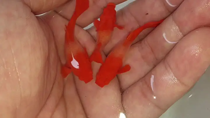 cá bảy màu koi red ear cá bảy màu koi red ear
