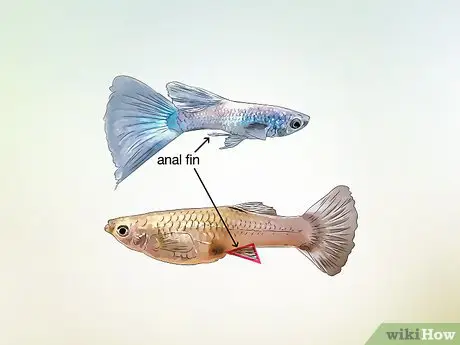 cá bảy màu mái