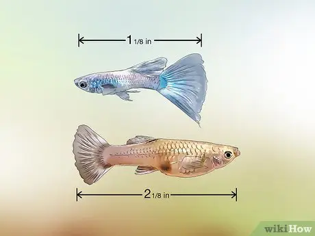 cá bảy màu mái