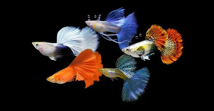 cá bảy màu mới mua về
