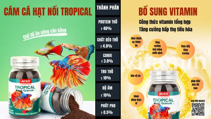cá bảy màu nổi trên mặt nước