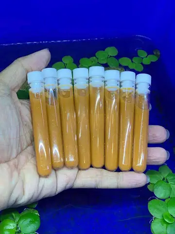 cá bảy màu rồng tím cá bảy màu rồng tím