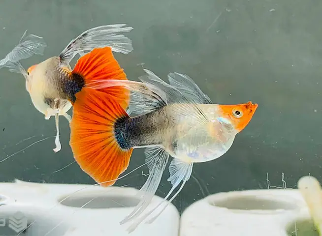 cá bảy màu sinh non
