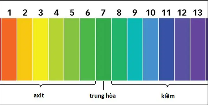 cá bảy màu thái đỏ