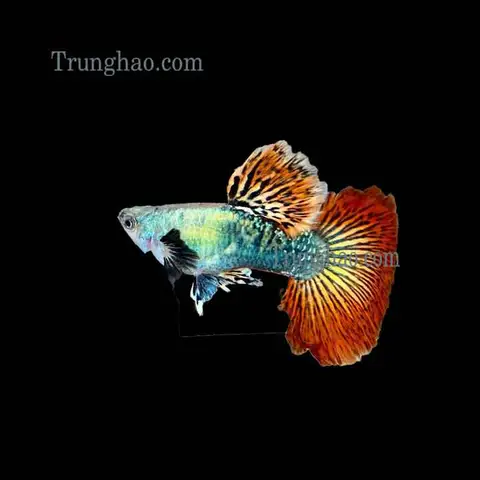 cá bảy màu thái đỏ