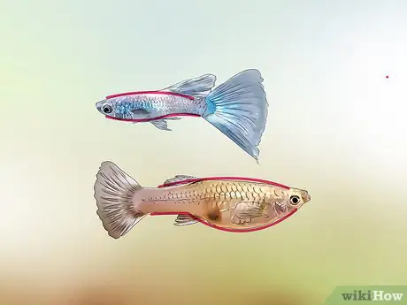 cá bảy màu trống và mái