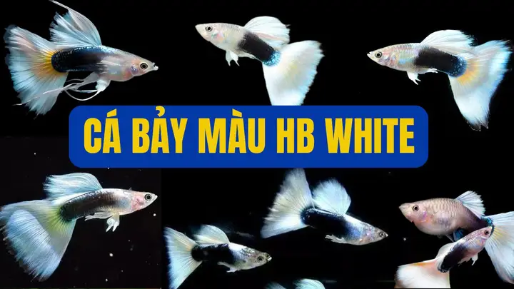 cá bảy màu tự nhiên cá bảy màu tự nhiên