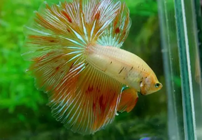 cá betta bị rụng đuôi cá betta bị rụng đuôi