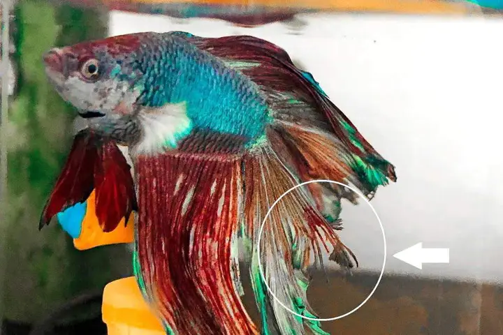 cá betta bị rụng đuôi cá betta bị rụng đuôi