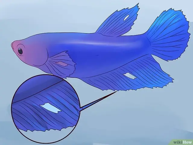 cá betta bị sưng mang cá betta bị sưng mang