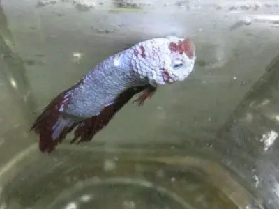Cá Betta Bị Sưng Mang: Nguyên Nhân, Dấu Hiệu Và Cách Điều Trị cá betta bị sưng mang