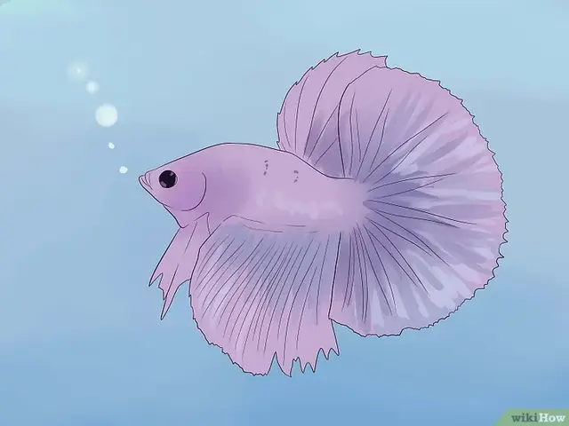cá betta bị sưng mang cá betta bị sưng mang