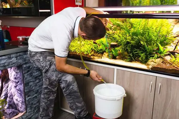 Cá Betta Con Giống Cha Hay Mẹ? Giải Mã Di Truyền và Đặc Điểm Nổi Bật cá betta con giống cha hay mẹ