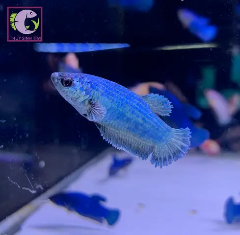 cá betta đà nẵng cá betta đà nẵng