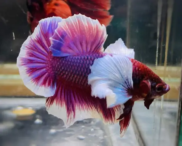 cá betta dumbo lavender cá betta dumbo lavender