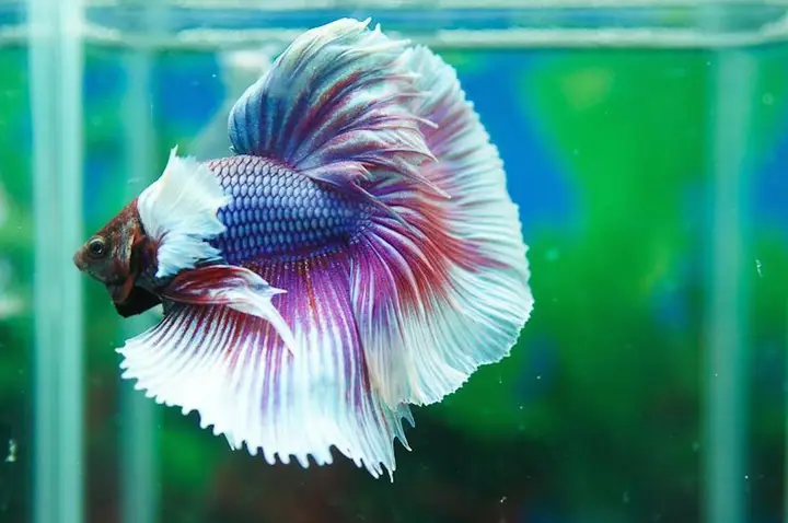 cá betta dumbo lavender cá betta dumbo lavender