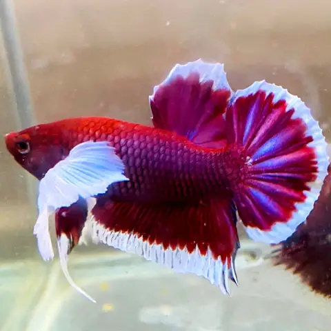 Cá Betta Dumbo Lavender: Hướng Dẫn Nuôi, Chăm Sóc Toàn Diện cá betta dumbo lavender