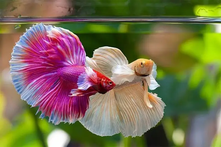 cá betta dumbo lavender cá betta dumbo lavender