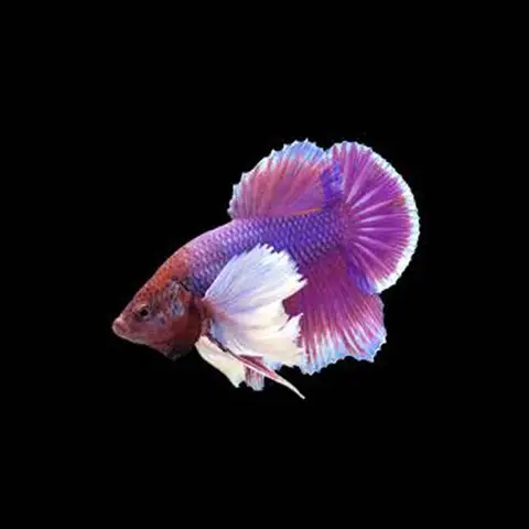 cá betta dumbo lavender cá betta dumbo lavender