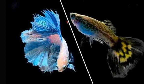 cá betta nuôi chung với cá bảy màu