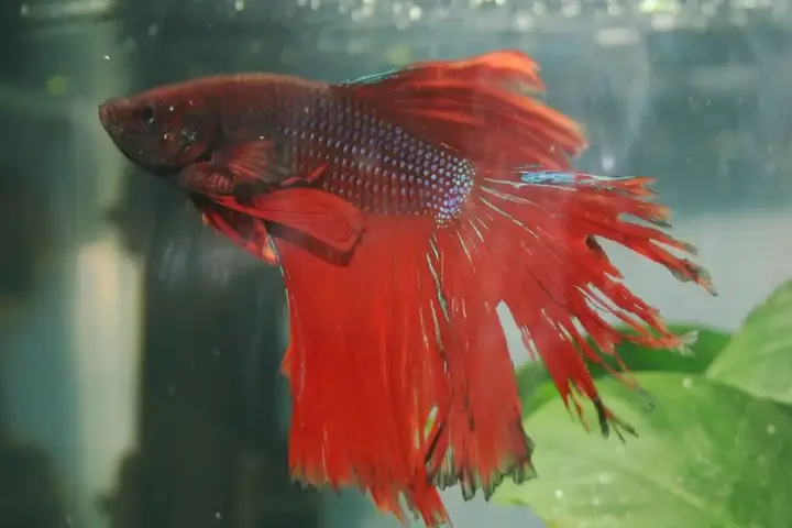 Địa Chỉ Bán Cá Betta Rạch Giá Uy Tín Và Kinh Nghiệm Chọn cá betta rạch giá