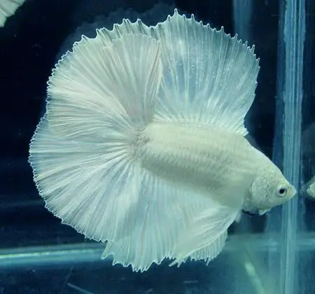 cá betta rồng trắng cá betta rồng trắng